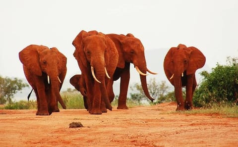 Two-Day Tsavo East National Park Safari from Mombasa