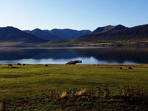 Dynjandi Waterfall & Farm Tour from Isafjordur Port, photo 5