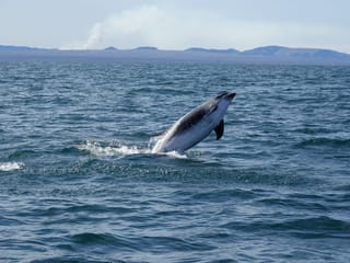 Whale Watching and Marine Life Tour in Faxafloi, photo 27