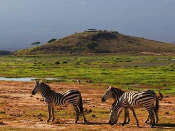 Zebra at Amboseli