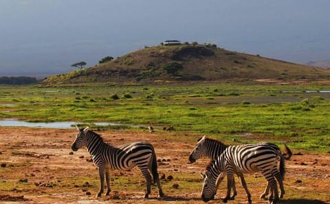Diani Beach to Amboseli National Park 2-Day Safari Tour