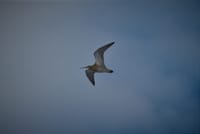 Bird watching, Nature & Wildlife 7