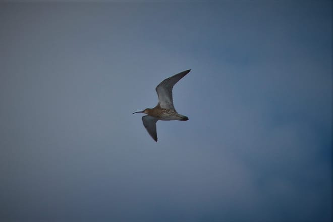 Bird Watching, Nature and Wildlife	 7