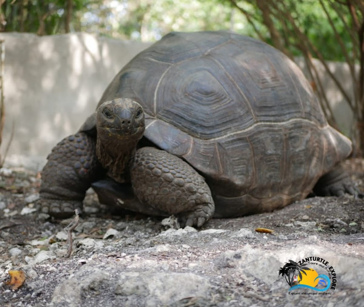 Mnemba Dolphins with Snorkel Tour From Kendwa/Nungwi