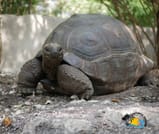 Zanzibar Prison Island Giant Big Tortoise Tour 9