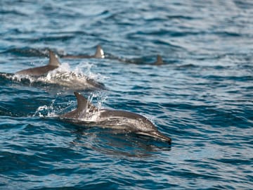 Lovina Dolphin Watching, Snorkeling and Waterfall Tour in Bali