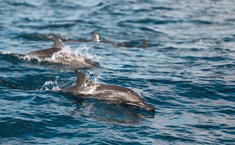Lovina Dolphin Watching, Snorkeling and Waterfall Tour in Bali