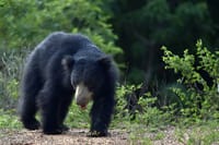 Wilpattu Half Day Safari from Sigiriya  8