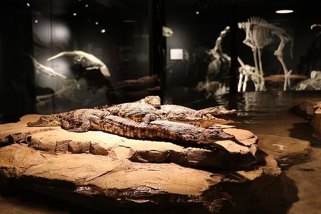 "Crocodile Park Dubai: An Adventure Among Giants!"