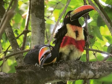 Fiery-billed Aracari right after mating. Birds