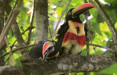 Esquipulas Bird Watching Tour in Costa Rica Rainforest