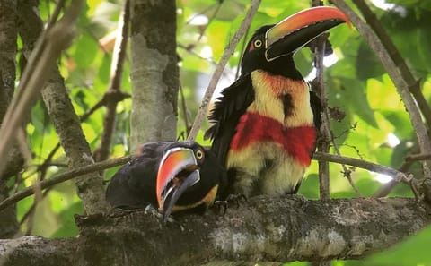 Esquipulas Bird Watching Tour in Costa Rica Rainforest