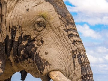 (2 Days, 1 Night) Day & Night Game Drive Tsavo East National Park