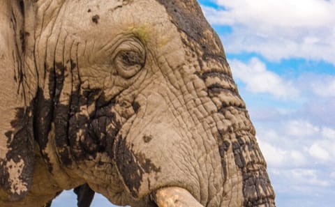 (2 Days, 1 Night) Day & Night Game Drive Tsavo East National Park