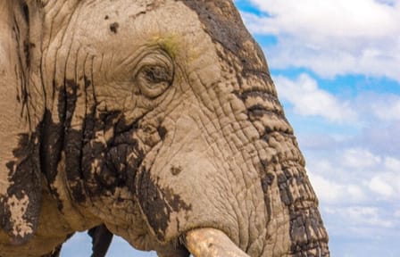 (2 Days, 1 Night) Day & Night Game Drive Tsavo East National Park