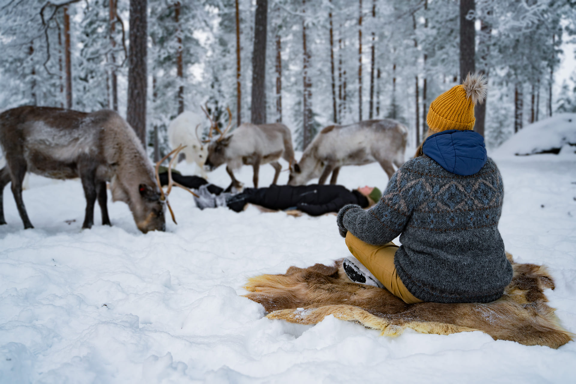 Winter Reindeer Yoga in Rovaniemi – Arctic Wellness at a Reindeer Farm