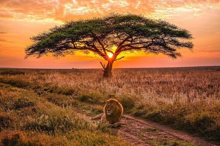 3 Days Queen Elizabeth Wildlife Safari