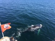 Dolphins swimming near a whale watching boat in Reykjavík