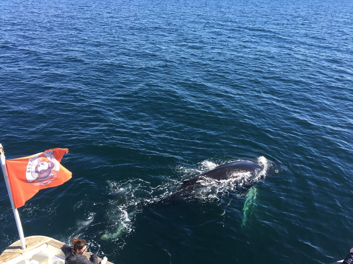 Dolphins swimming near a whale watching boat in Reykjavík