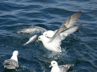 Reykjavik's Finest Catch: Guided Sea Angling Tour for All Levels, photo 9