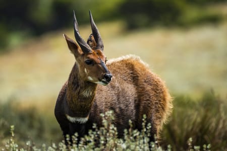 Mount Kenya National Park Scenic Hike and Wildlife Experience