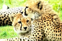 Mother Cheetah taking care of her young ones
