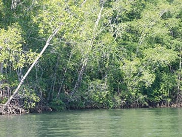 Sierpe River Wildlife Safari and Mangrove Exploration