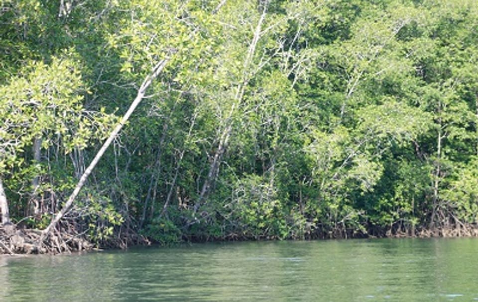 Mangrove -terraba -Sierpe River Tour