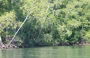 Mangrove -terraba -Sierpe River Tour