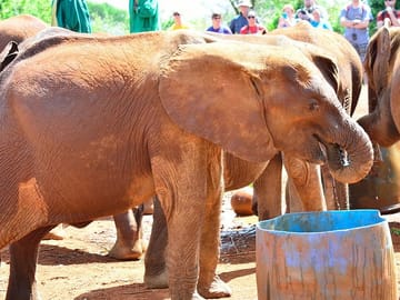 Private Full-Day Tour of Giraffe Center and Elephant Orphanage in Nairobi