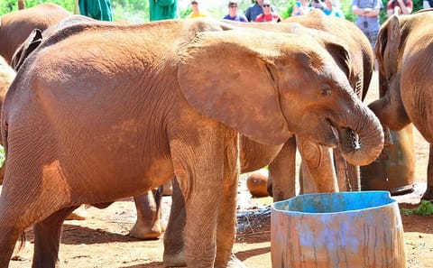 Private Full-Day Tour of Giraffe Center and Elephant Orphanage in Nairobi