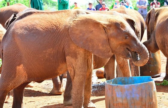 Private Full-Day Guided Tour: Giraffe Center and Elephant Orphanage
