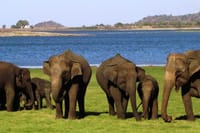 Sigiriya & Minneriya Safari Tour from Anuradhapura 8