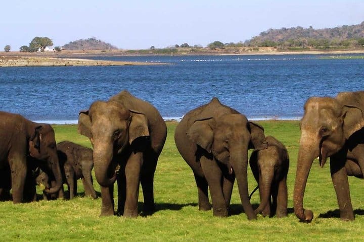 Sigiriya & Minneriya Safari Tour from Anuradhapura 8