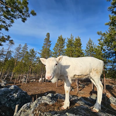 Visit a Real Reindeer Farm - Image 21