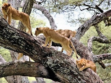 Lake manyara national park