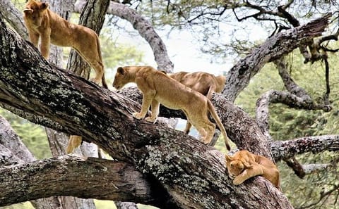 2-Day Camping Safari in Lake Manyara and Ngorongoro Crater