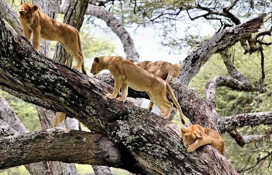 2Days Lake Manyara and Ngorongoro Crater Camping Safari