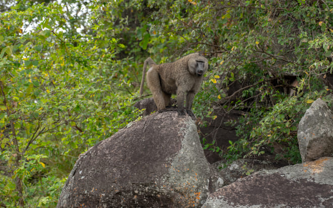 3-Day Gorilla Trekking in Mgahinga Park photo 3