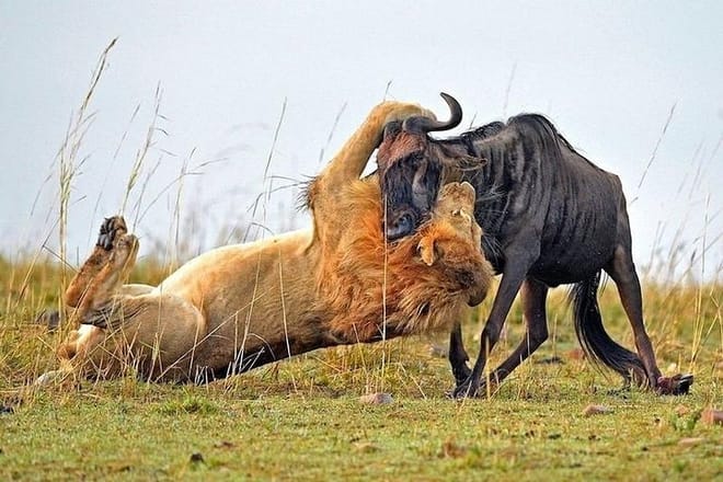 Man eaters lion tsavo east