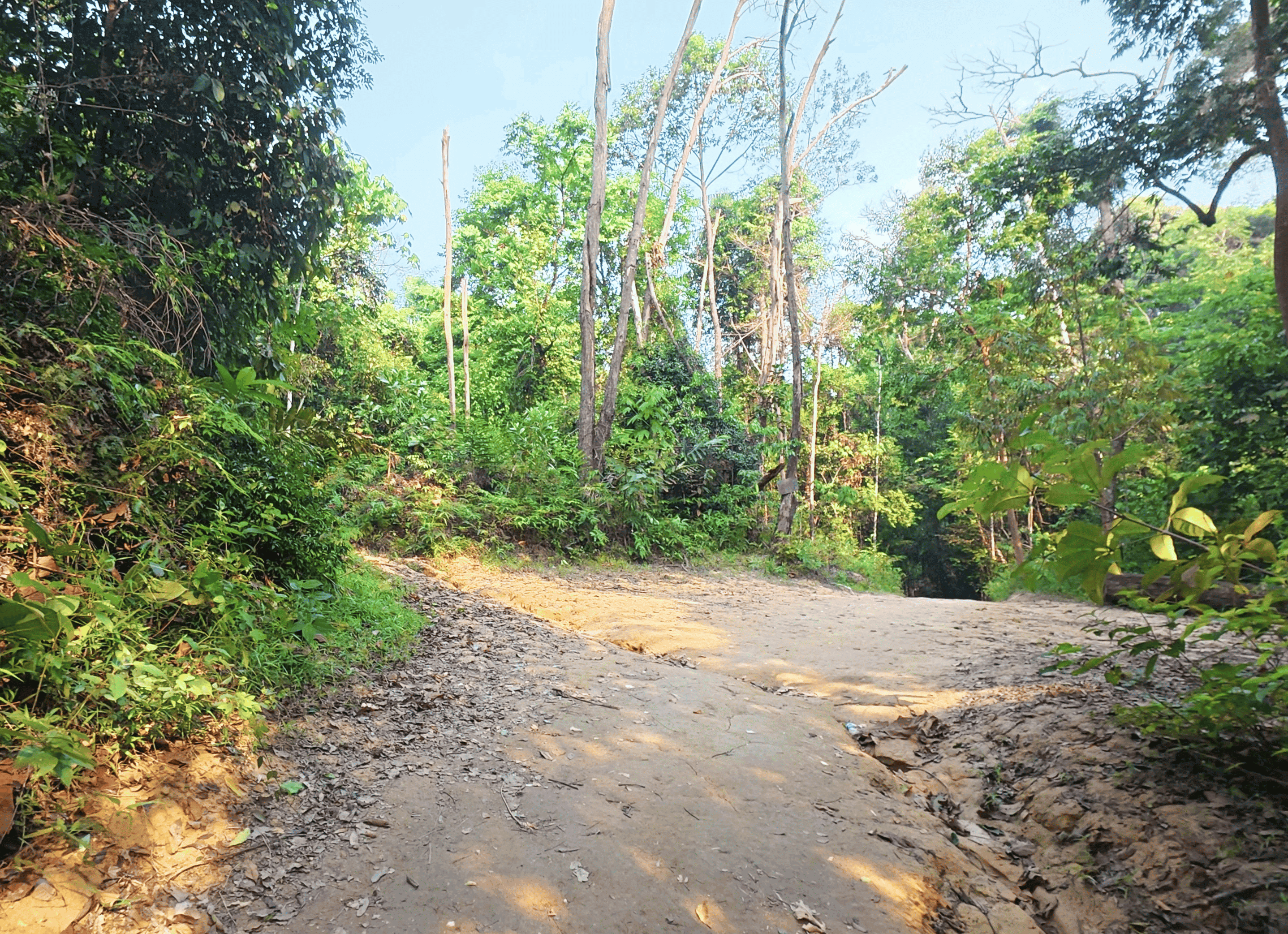 Dirt path forking into a Y-junction in a dense green forest, marking the entrance trail to Jeram Kubang Gajah (Sofea Jane waterfall)