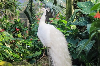 Bali Bird Park Admission Ticket for Birdwatching Experience