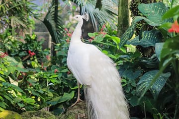 Bali Bird Park Admission Ticket for Birdwatching Experience