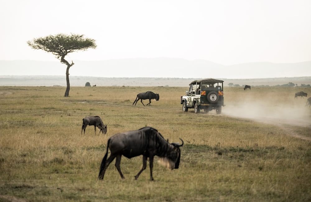 3-Day Amboseli and Tsavo West from Nairobi