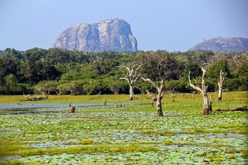 Yala National Park Full Day Safari Tour from Ella