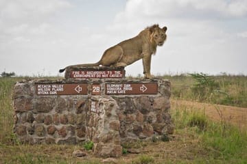 Nairobi National Park, Giraffe and Bomas Cultural Dance Show