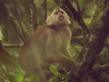 Full-Day Wildlife Safari in Cerros de Amotape National Park
