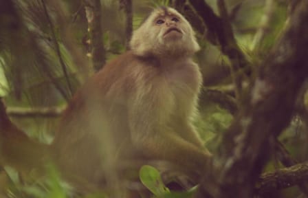 Full-Day Wildlife Safari in Cerros de Amotape National Park