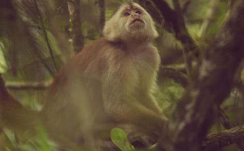Full-Day Wildlife Safari in Cerros de Amotape National Park