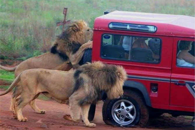 Safari and Phezulu Cultural Village Day Tour